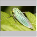 Cicadella viridis - Zwergzikade 09.jpg